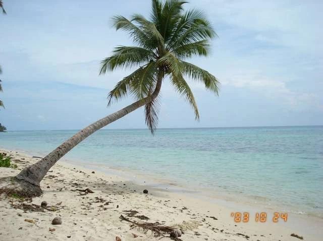 Low-resolution 2003 digital camera photo of a beach with a leaning palm tree and a date stamp